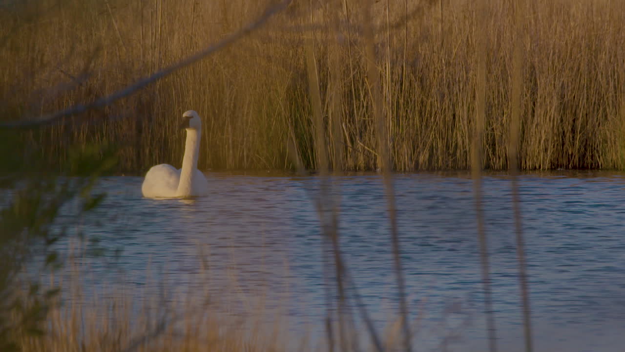 cisne de tundra en la parte este de carolina del norte