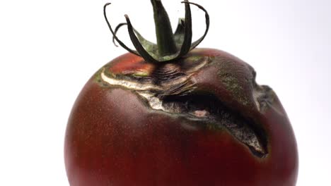 homegrown black tomato with cracks starting to mold