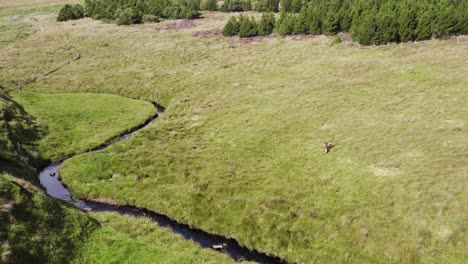 Aerial-shot-of-a-pair-of-red-deer-on-the-moorland-and-peatland-on-the-Isle-of-Lewis,-part-of-the-Outer-Hebrides-of-Scotland