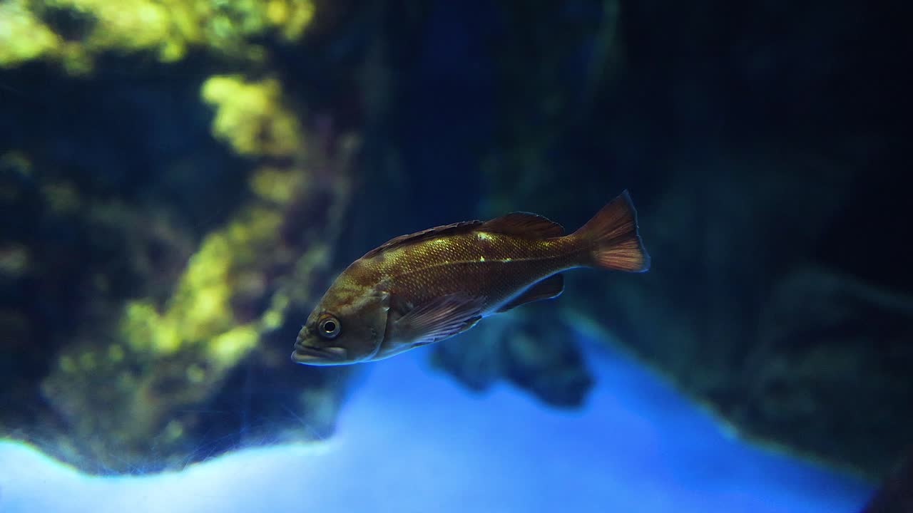 pez solitario explorando un entorno de acuario vibrante