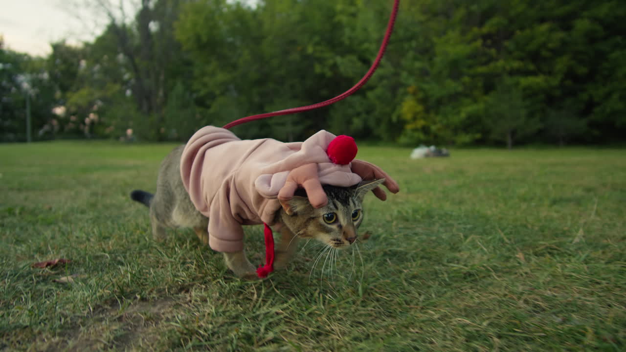 Gattino divertente in costume da cervo di Halloween sull'erba verde che cammina nel parco. Primo piano di un gattino carino