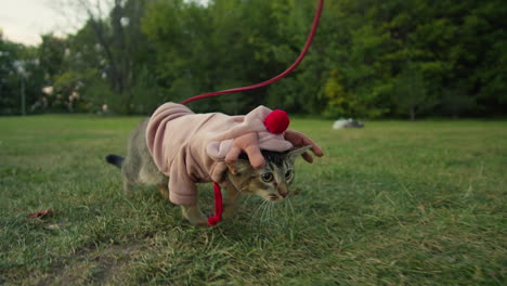 small funny cat in halloween deer costume on the green grass walking in the park. close-up of pretty kitty