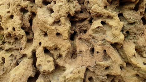 african termite nest and colony mound that is vacant with abandoned tunnels and chambers with no ant queen, soldiers or workers left