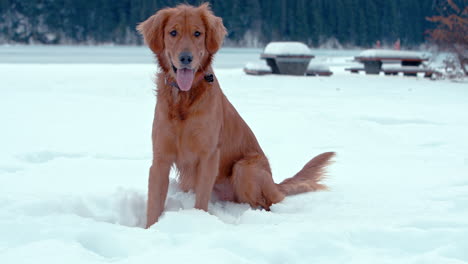 Golden-Retriever-sitting-on-snow-smiling-and-panting-in-a-winter-park
