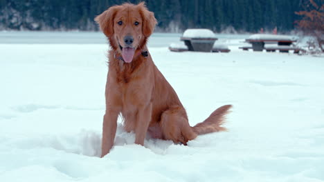 golden retriever sitting on snow smiling and panting in a winter park