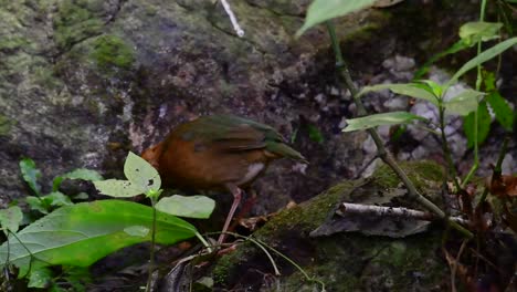 la pitta de nuca oxidada es un ave confiada que se encuentra en hábitats de bosques montañosos de gran altura, hay muchos lugares en tailandia para encontrar esta ave