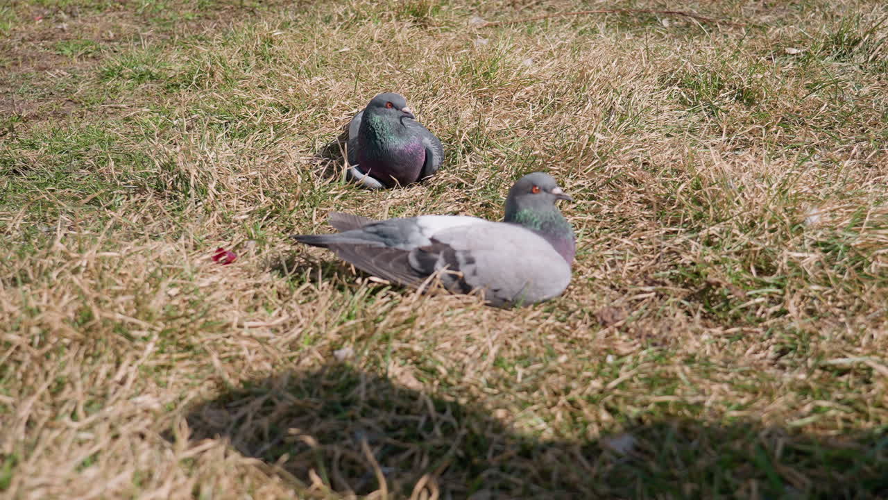 Two pigeons with iridescent green and purple neck feathers resting on dry grassy field while gently dragging nearby foliage, basking under warm sunlight in peaceful outdoor environment