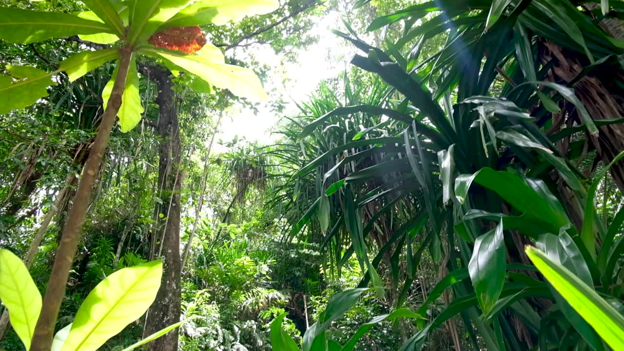 Immersed in magical looking dense rainforest jungle, trees and plants with beautiful sunlight flare on tropical island paradise in Bougainville, Papua New Guinea