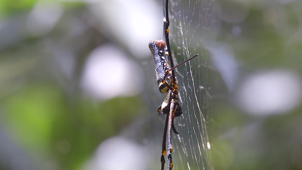 araña de telaraña dorada unida a su telaraña soplada por el viento en singapur - toma de primer plano