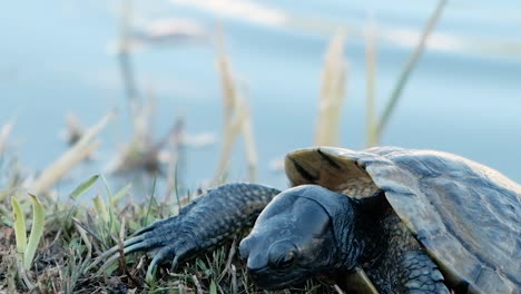 an adorable cooter turtle dropping and raising it's head by the lake - close up