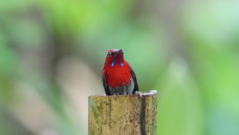 hermoso javan sunbird jugando en el agua