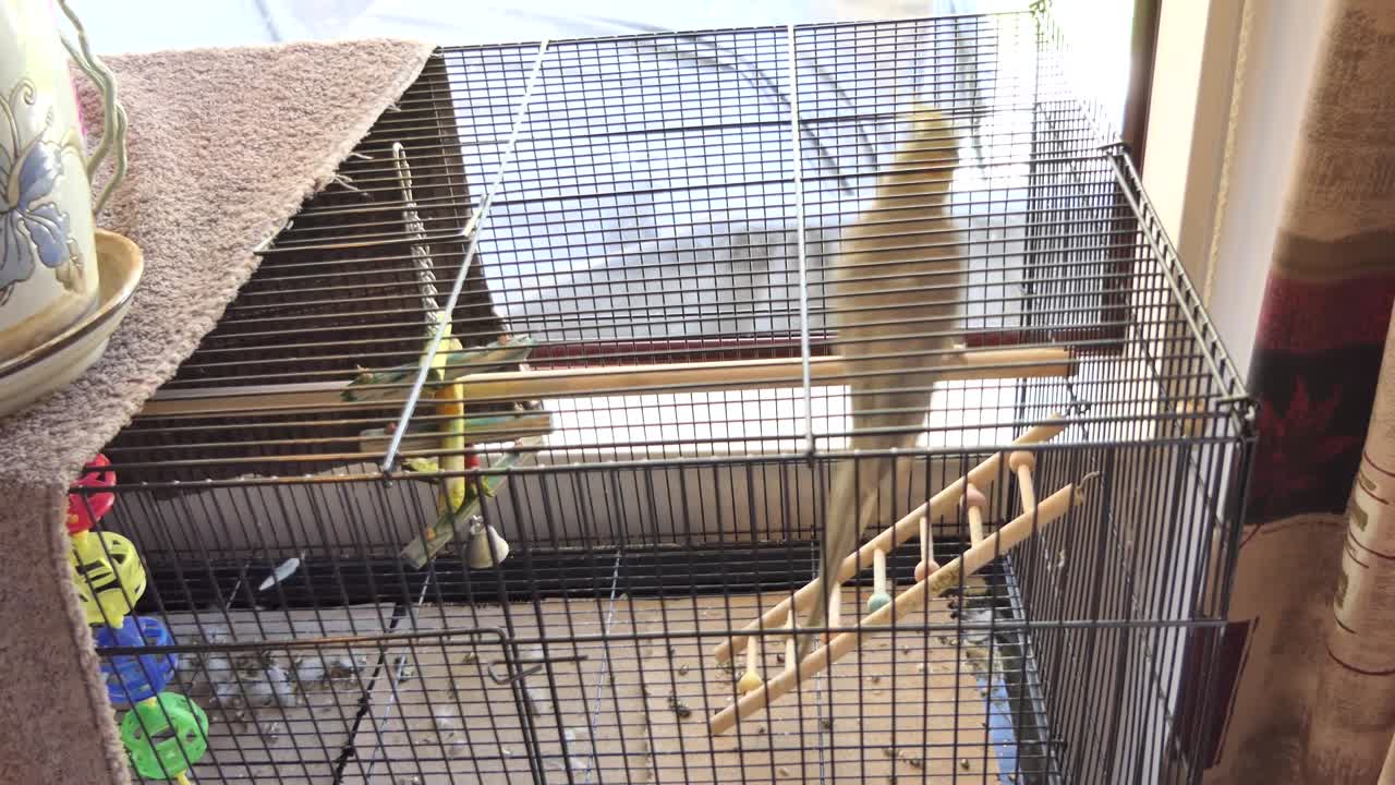 A captive light-colored parrot with yellow and gray feathers is perched on a wooden ladder inside a black wire cage