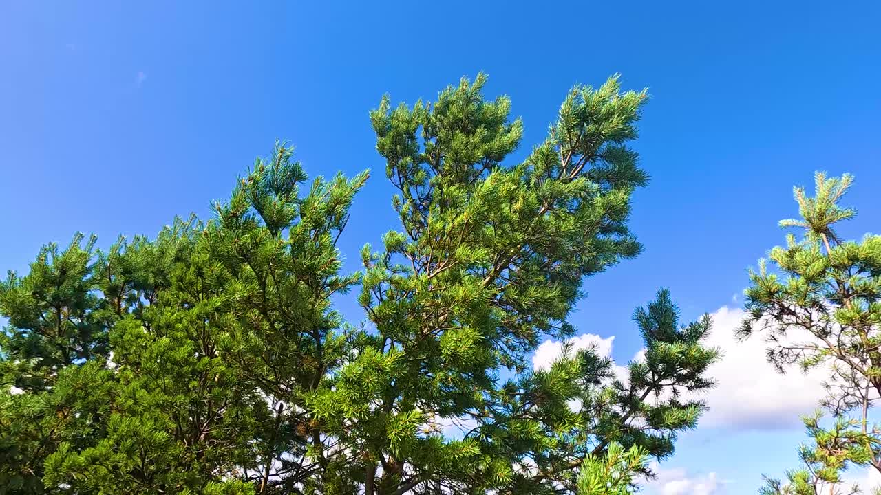 푸른 하늘을 배경으로 있는 소나무