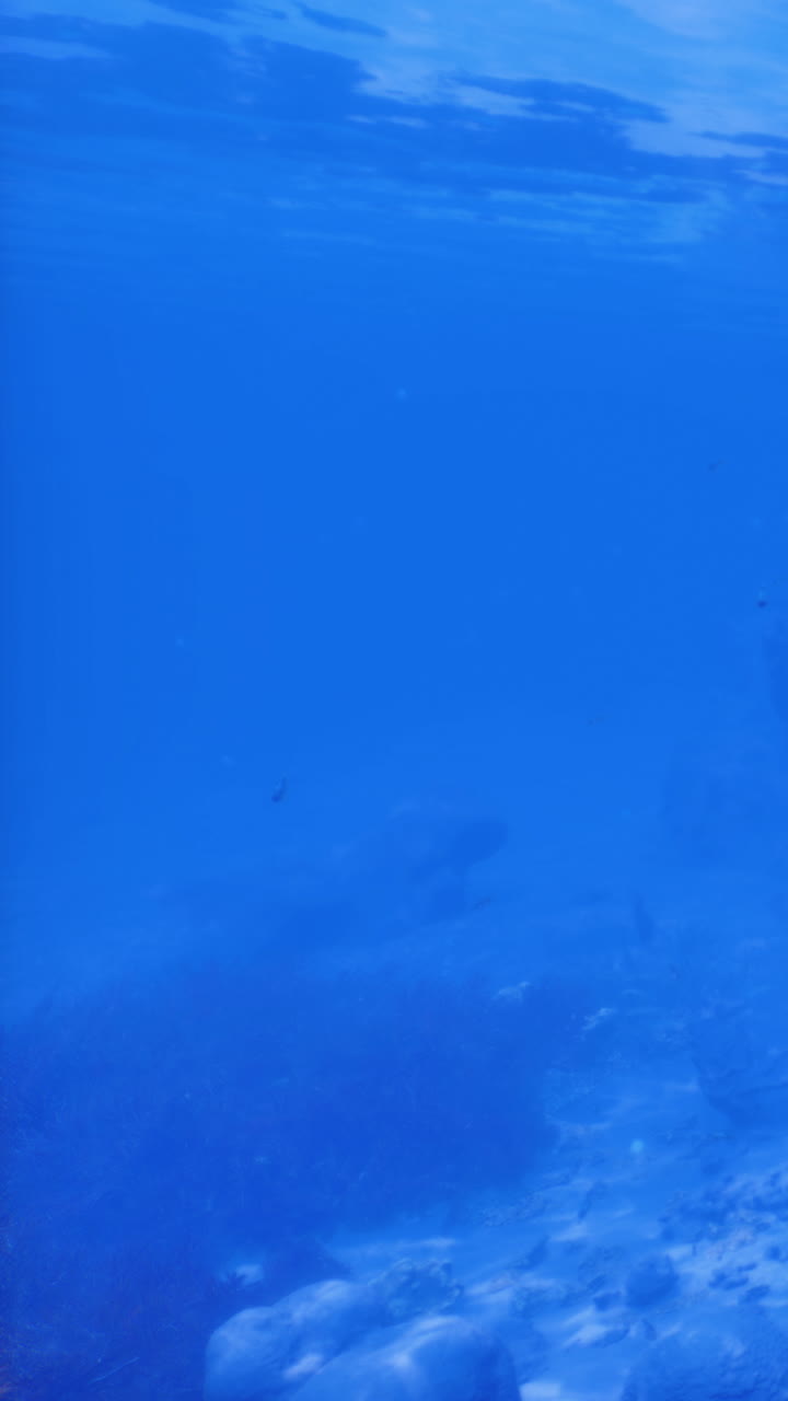Esplorando il profondo oceano blu con una vivace vita marina in acque limpide