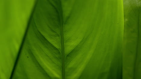 Araru-or-Arrowroot-Plant