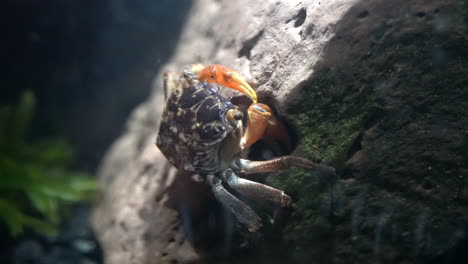 un cangrejo saca comida de la cavidad de una roca y se la mete en la boca con las garras