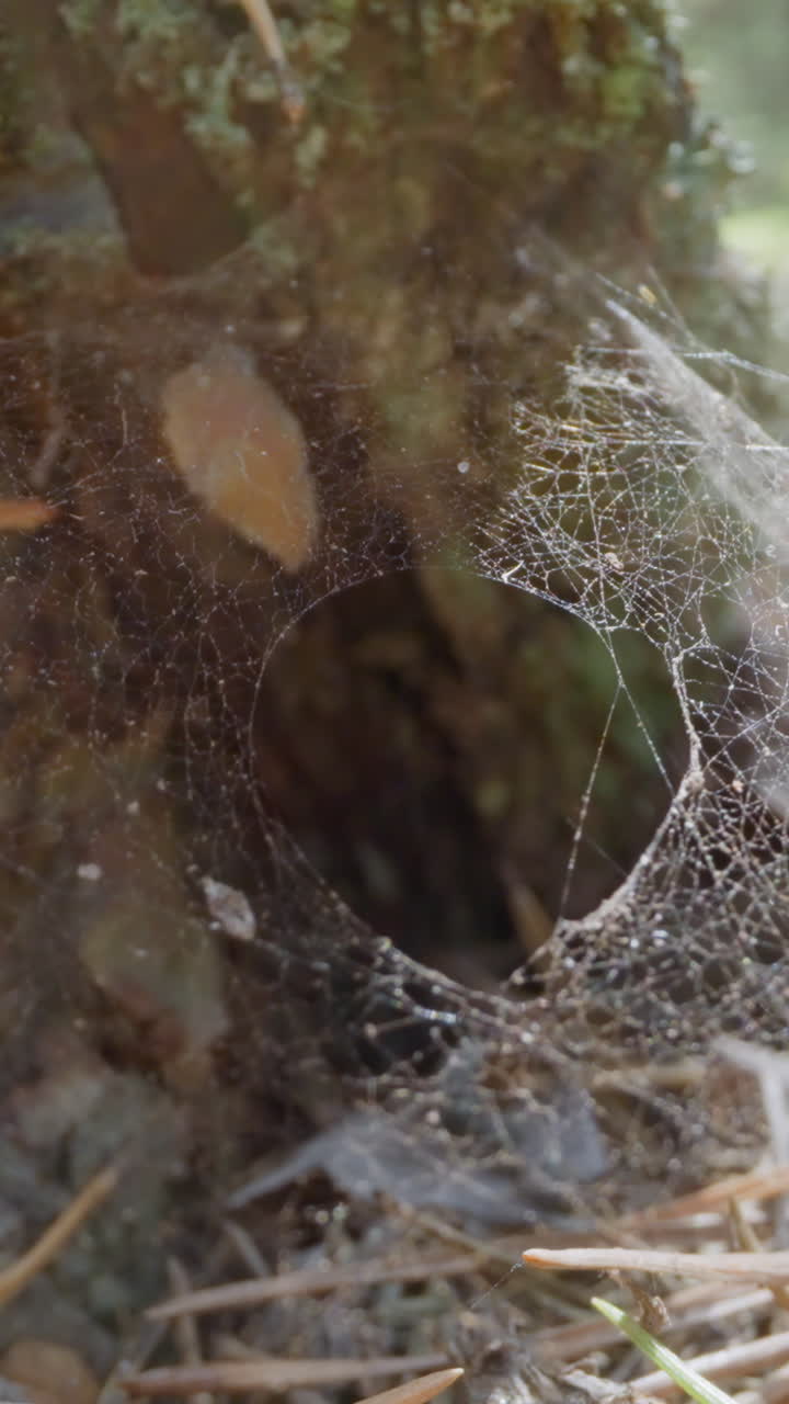 Spider web with large hole waved by light wind on pine bottom slow motion. Probe lens shot of forest flora and fauna biodiversity extreme closeup