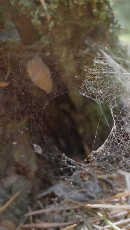 spider web with large hole waved by light wind on pine bottom slow motion. probe lens shot of forest flora and fauna biodiversity extreme closeup