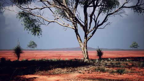 Desert trees in plains of africa under clear sky and dry floor