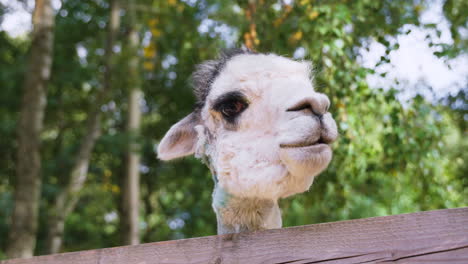 Primer-Plano-De-La-Cabeza-De-Alpaca-Alimentada-En-Una-Granja-Comiendo-Hierba-Parada-Detrás-De-Una-Valla-De-Madera---ángulo-Bajo