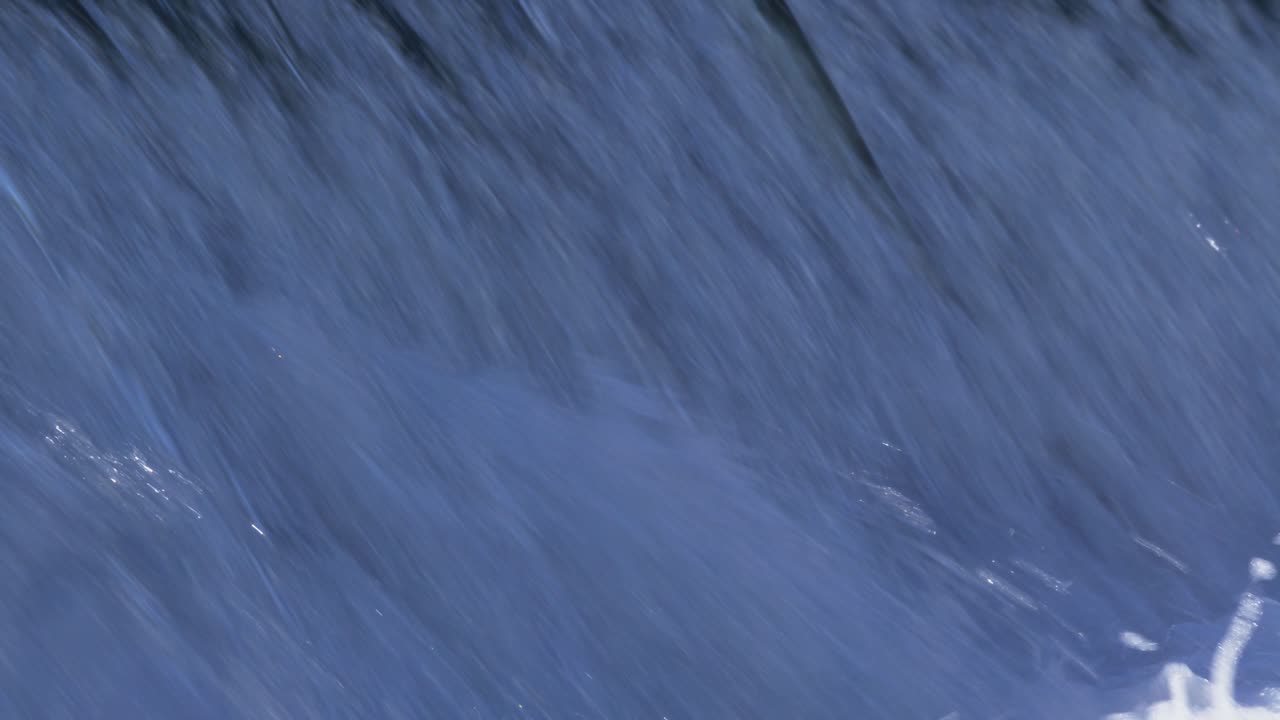 Carp Cypriniformes Leaping River Weir On Upsteam Migration