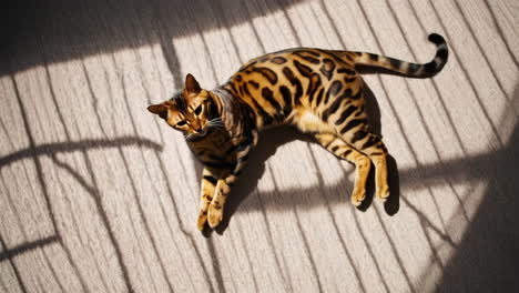 bengal cat relaxing in sunlit window shadows