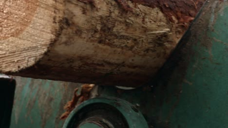 Feeding logs to conveyor. Conveyor for heavy timber logging. Log transporter