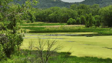 aerial view of trempealeau national wildlife refuge wetland covered by green algae on a sunny summer day