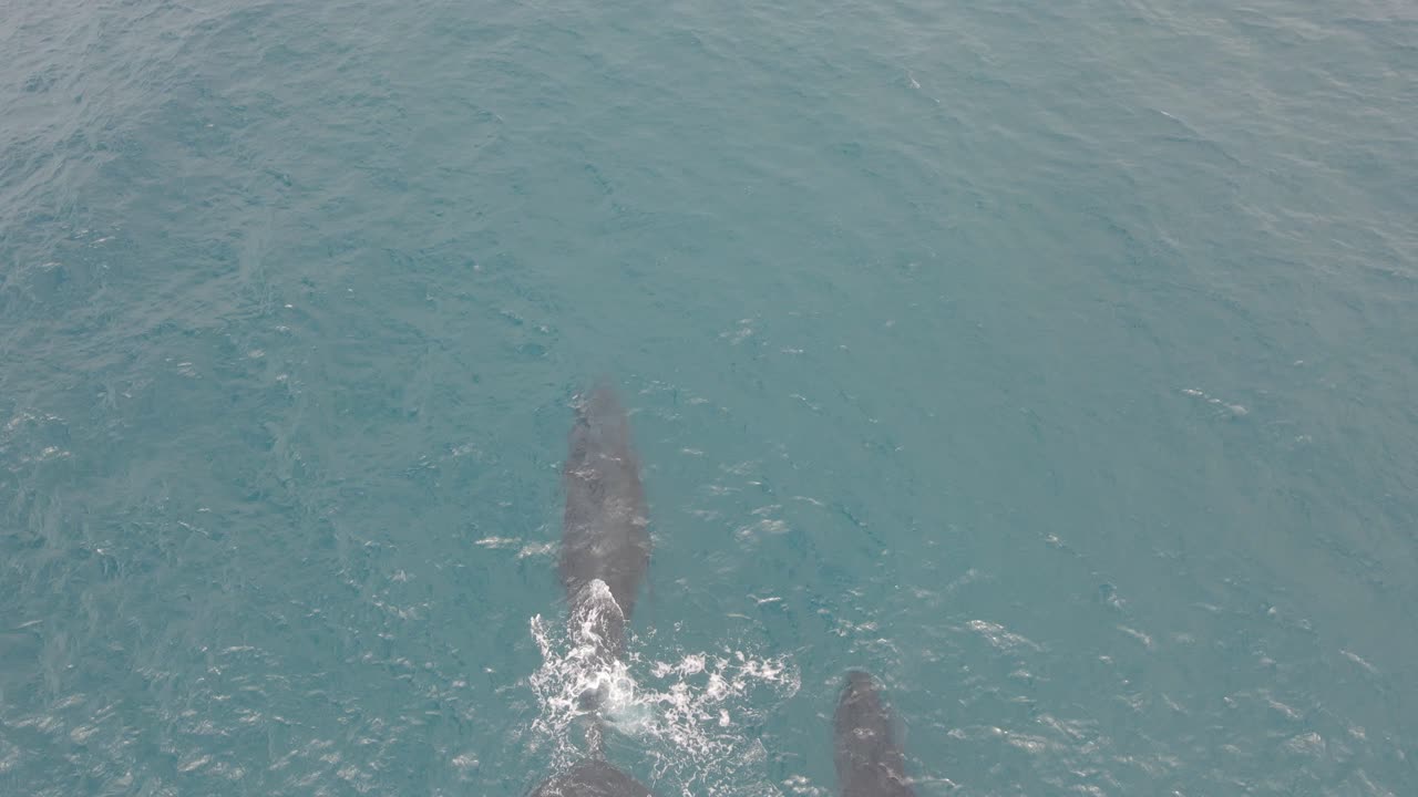 Couple Of Humpback Whales Swimming And Blowing Water In The Ocean - Whale Breathing In Surface