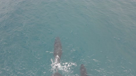un par de ballenas jorobadas nadando y soplando agua en el océano - ballena respirando en la superficie