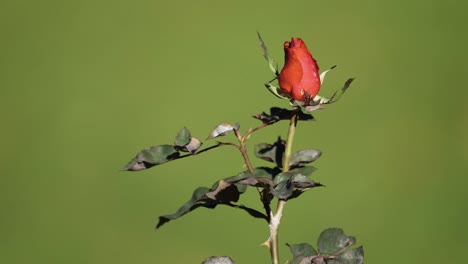 Un-Hermoso-Capullo-De-Rosa-Roja-Sobre-El-Fondo-Verde