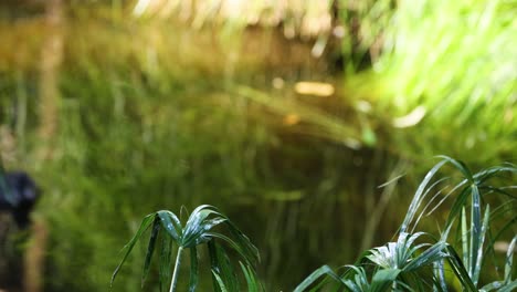 bamboo and plants in melbourne zoo