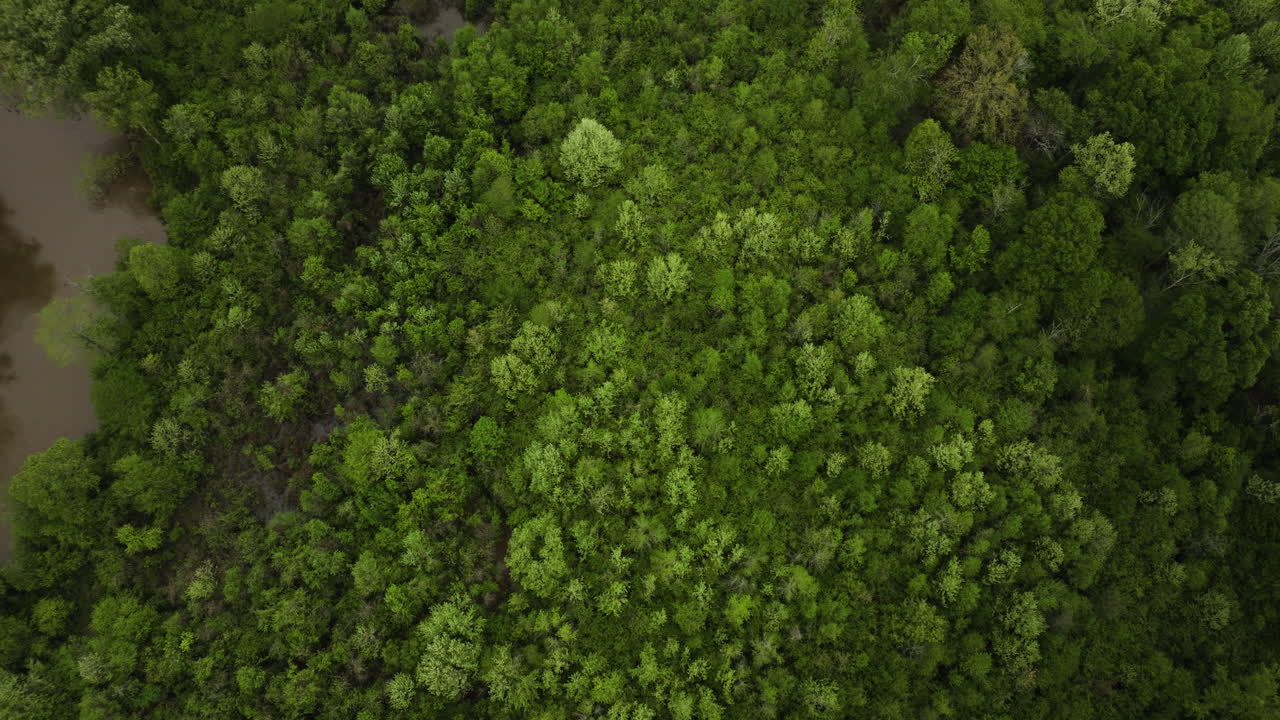 el exuberante bosque del río lobo en collierville, tennessee, vista aérea