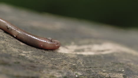 macro shot of a worm slithering around on a log