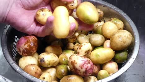 washing colourful mixed assortment of homegrown potatoes in silver metal kitchen strainer