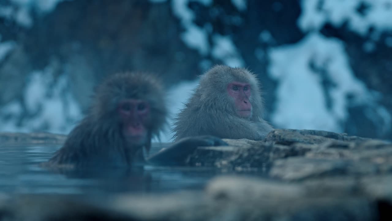 Japanese snow monkeys relaxes in the warm volcanic waters of an onsen, surrounded by a beautiful snowy landscape in Jigokudani, Japan.