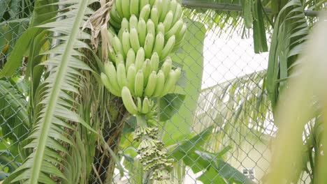 Tolle-Aufnahme-Eines-Bananenbaums-Voller-Gesunder-Grüner-Und-Reifer-Bananen,-Die-Zur-Ernte-Bereit-Sind