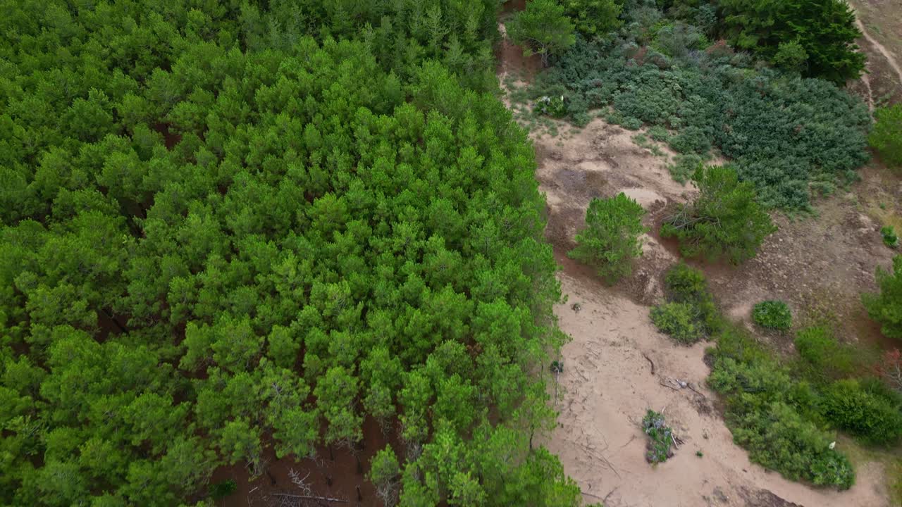 Top-down drone movement over the dense green woodland with sandy paths at Saint-Brevin-les-Pins suburb area, Loire-Atlantique, France
