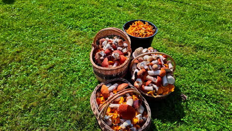 shot of big mushrooms kept in multiple baskets on a green field during daytime