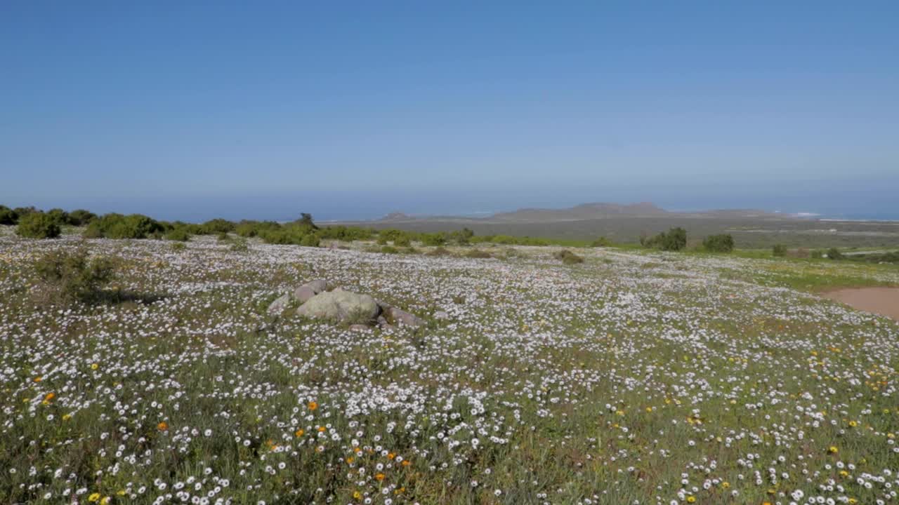 flowers in the west coast national park