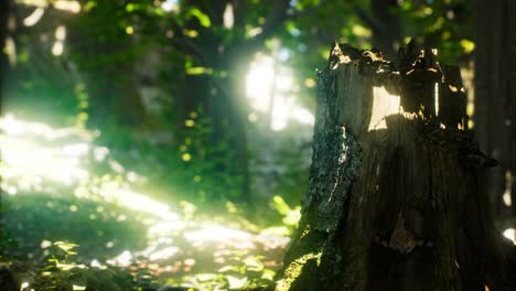 sunlight rays pour through leaves in a rainforest