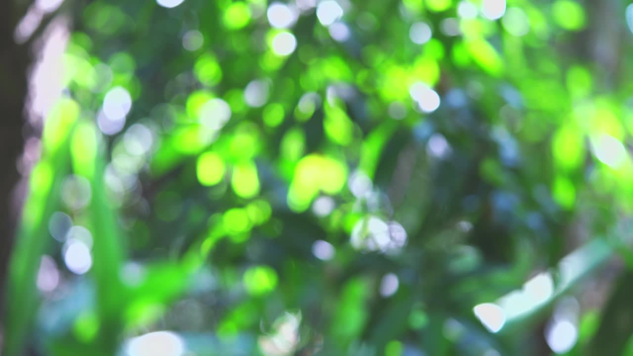 боке солнечный свет на зеленом дереве.