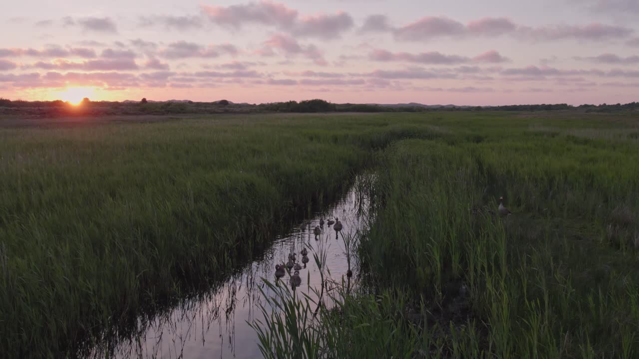 madre ganso con patitos nadando en una pequeña zanja en terschelling durante la puesta del sol, aero