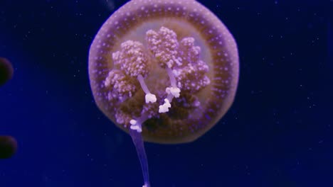 explore the mesmerizing movement of jellyfish in their ocean habitat showcasing their beauty and grace.