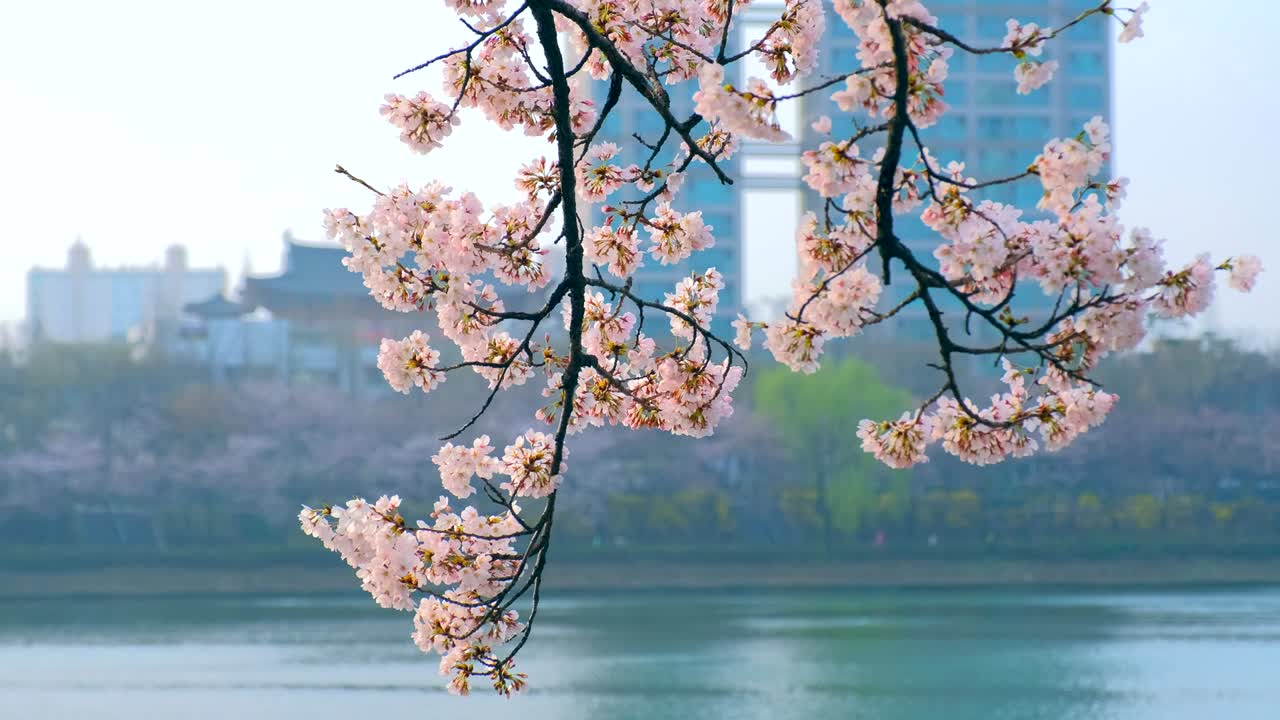 Açan sakura kiraz çiçeği
