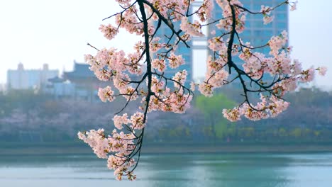 blooming sakura cherry blossom