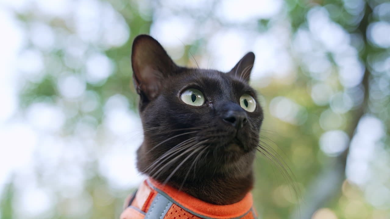 Domestic cat with green eyes wearing orange harness. Beautiful black feline head close up. Blurred backdrop.