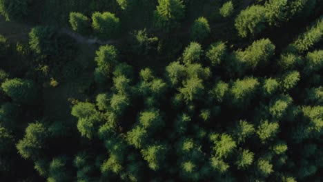 Lush-Coniferous-Trees-In-Forest-With-Morning-Sunlight-And-Curved-Mountain-Road---aerial-top-down