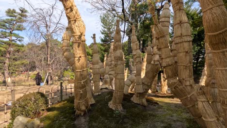 envolver los árboles con paja para su conservación en invierno