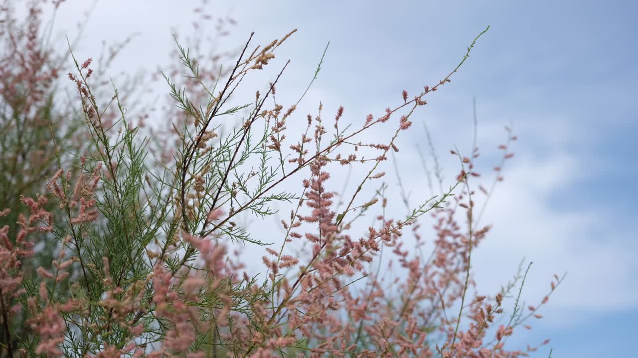 바다, 잎과 구름 타임스